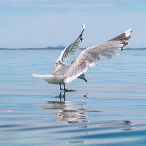 Hav og måse, kommunevåpen for Helgeland